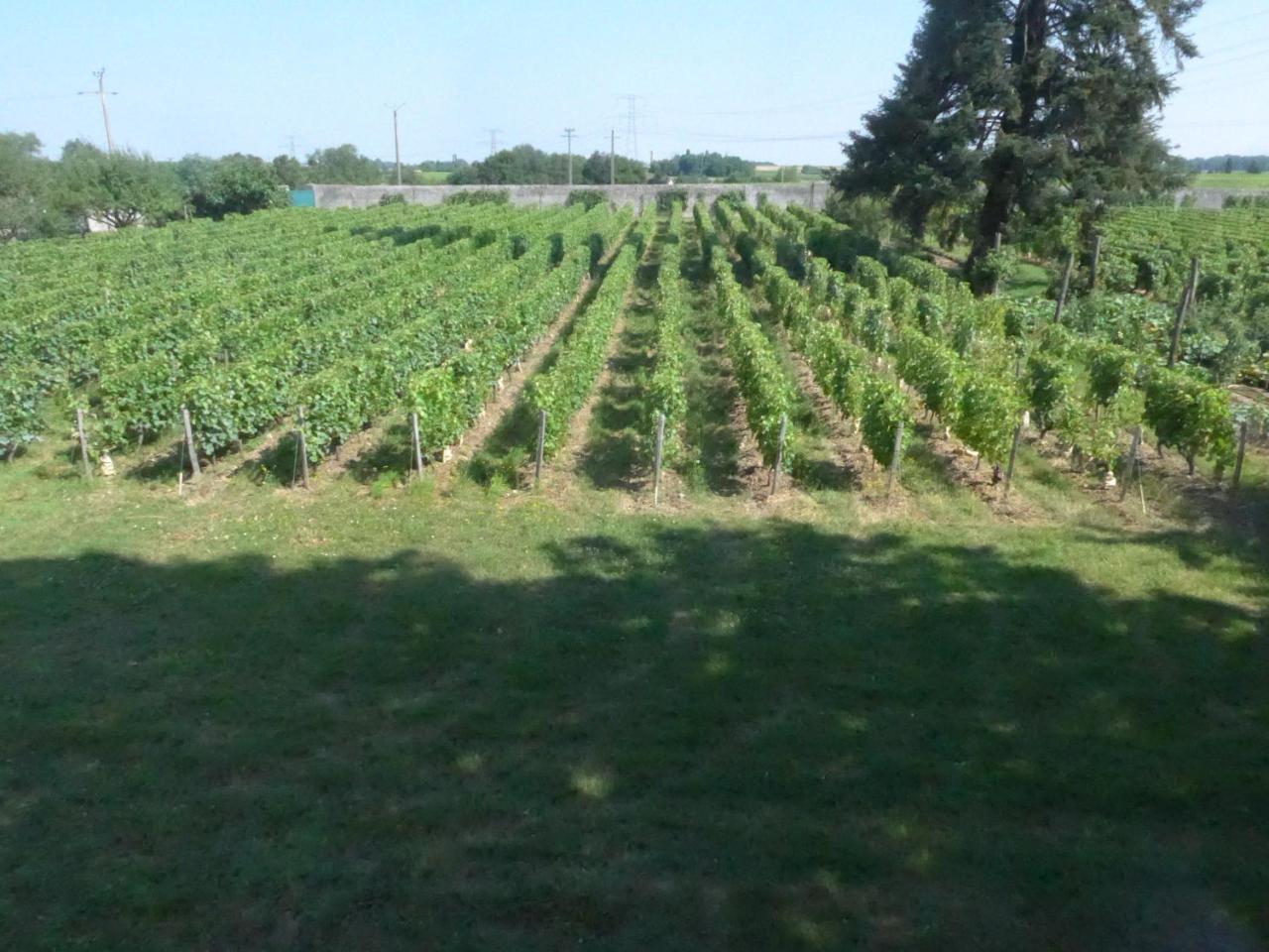 Au Clos De L'Epinay Vouvray Eksteriør billede